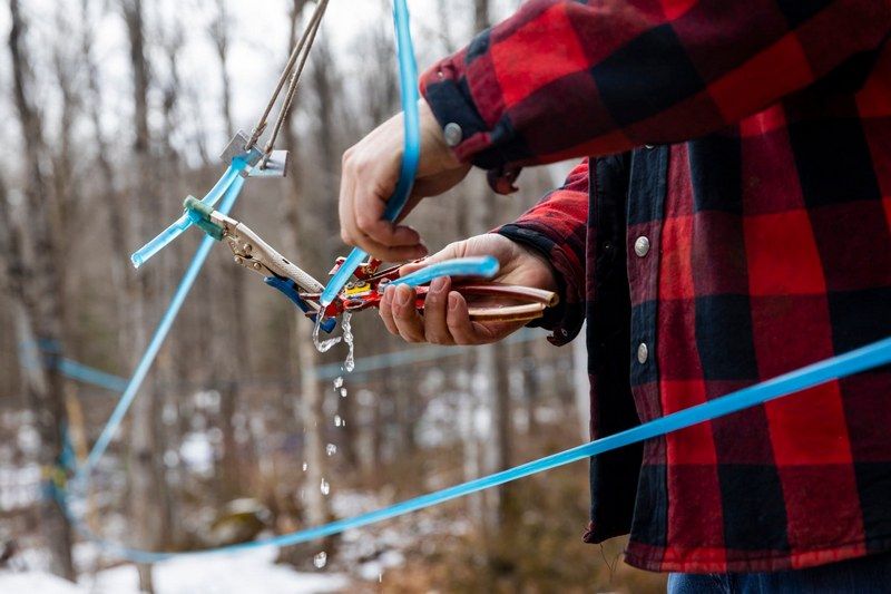Sirop d’érable : alerte en Estrie